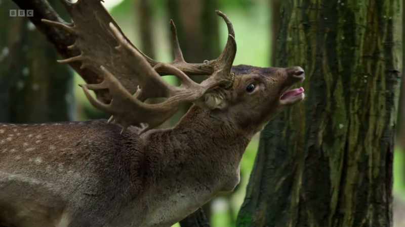 The frequency and quality of a buck's roar