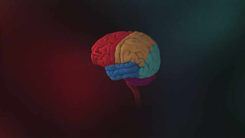 The frontal lobes