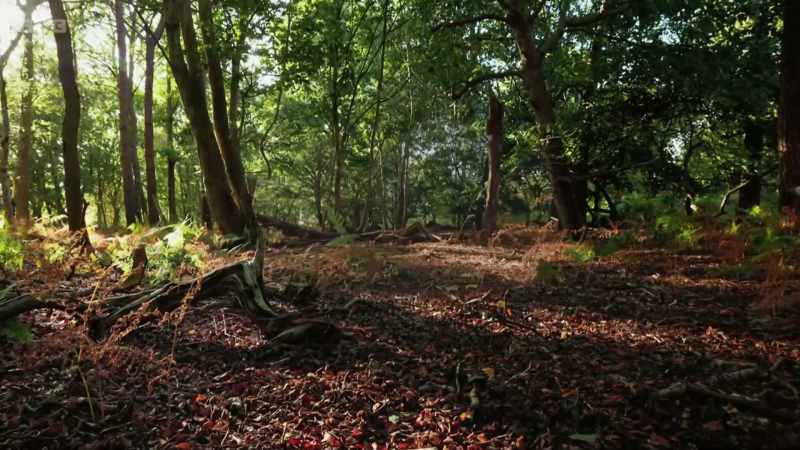 The fungi link trees and plants together