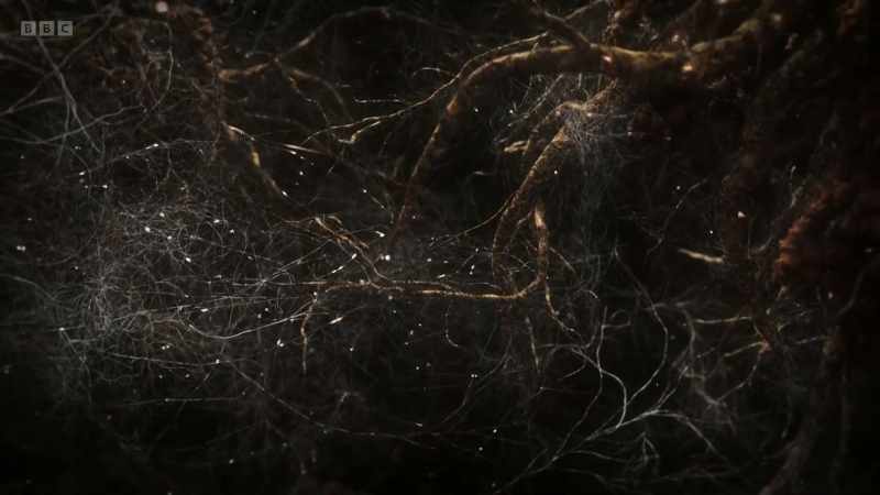 The fungus gets sugars from the trees