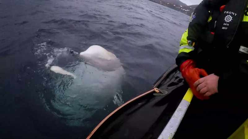The funny thing is, that whale essentially defects