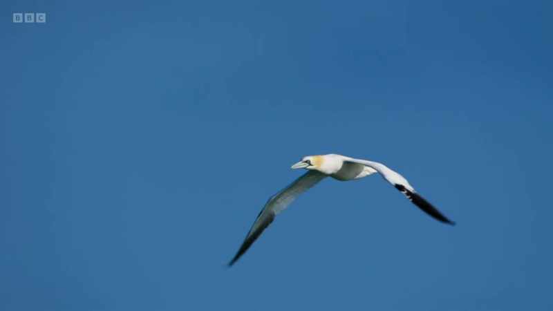 The gannet's immense journeys are only possible