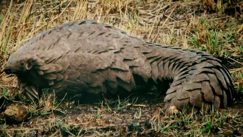 THE GENALI HAS THE TAIL OF A PANGOLIN