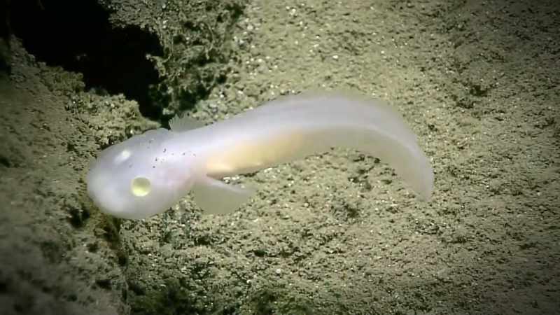 THE GHOST FISH, WITH COLORLESS EYES