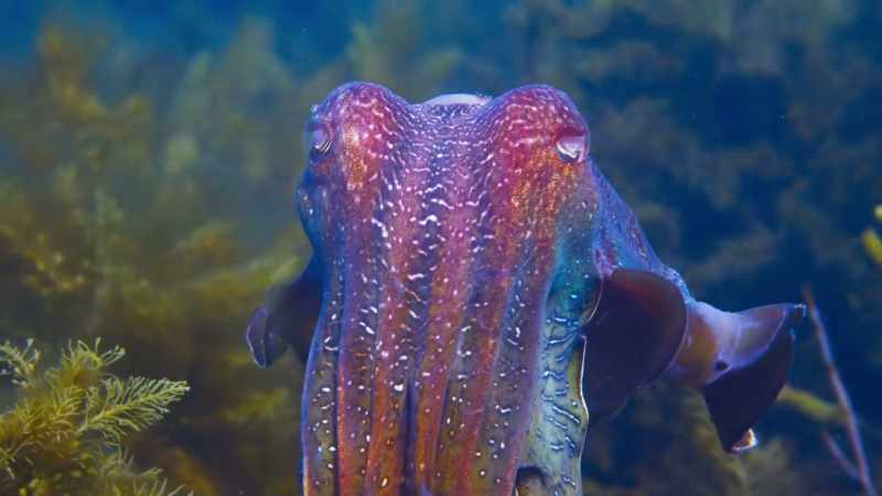 The giant cuttlefish