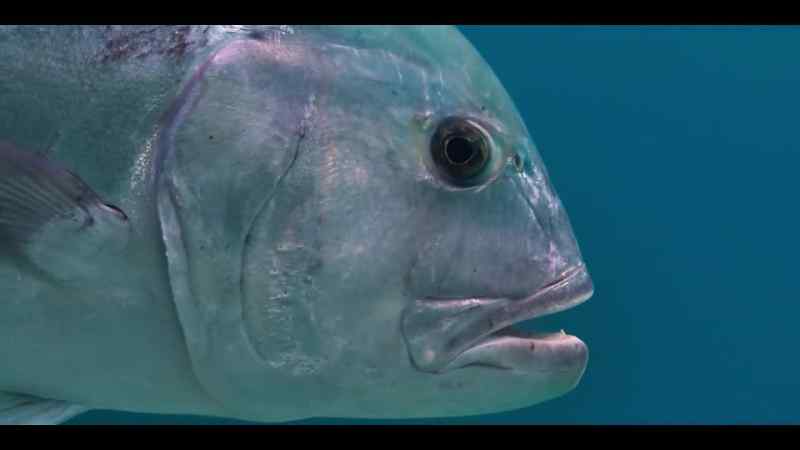 The giant trevally, or GT for short