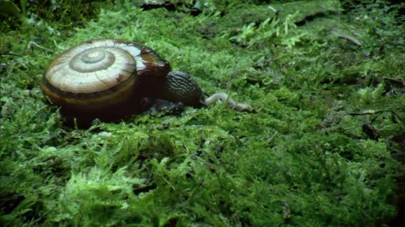 The giant worm is ground down while still alive