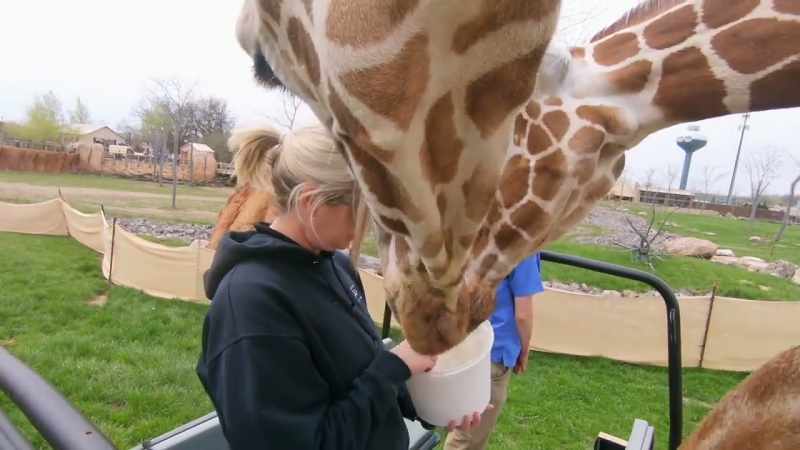 The giraffe is really an iconic animal