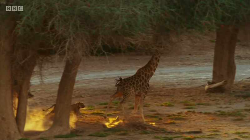 The giraffe has the speed and stamina to outrun the pride