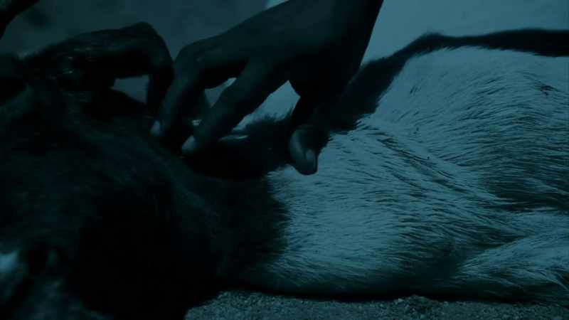THE GOAT ATTACKS SOUNDED VAMPIRIC