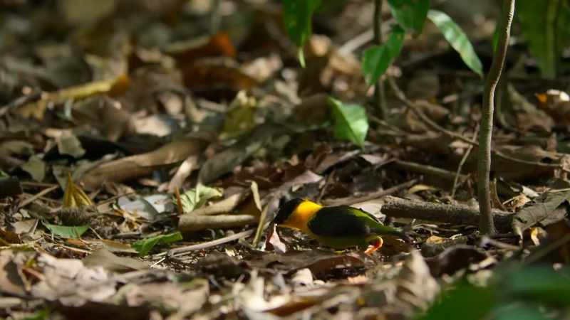 The golden-collared manakin