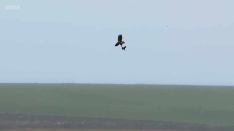 The goose is so heavy, the young eagle has to struggle to hold on