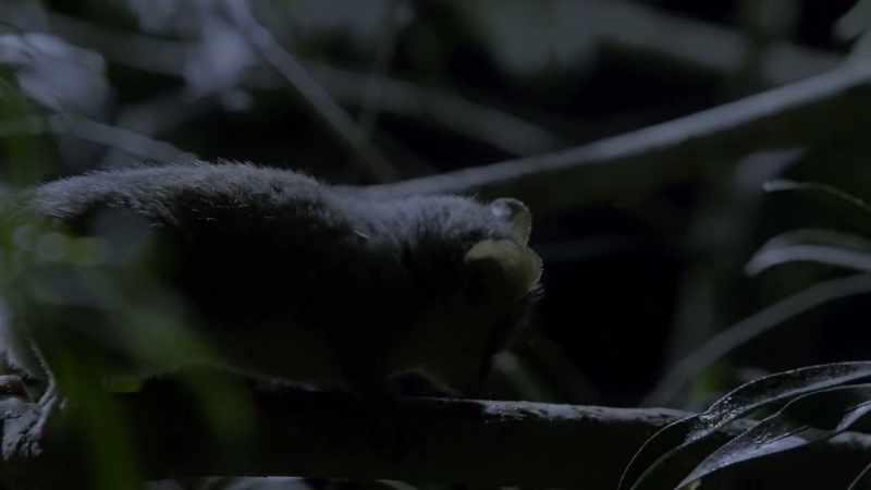 The gray mouse lemur is only 15 centimeters long