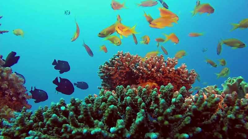 THE GREAT BARRIER REEF, ONE OF