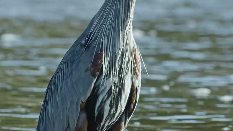 The great blue heron stands four feet tall
