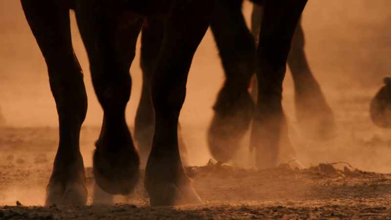 The great buffalo herds are on the move