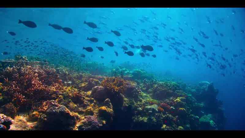 The great current refreshes the corals that built this world