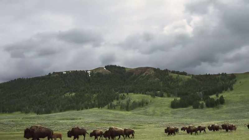 The great herds reverse their flow