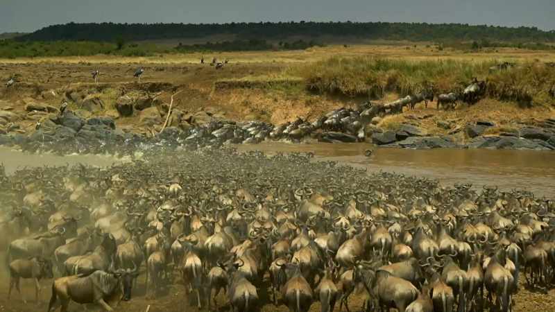 The great migrating herds will arrive