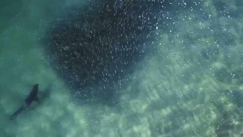 The great whites are shrewd hunters