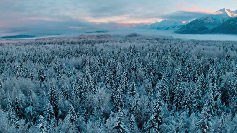 The greatest of all is the boreal forest