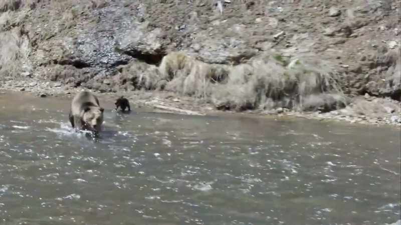 The grizzly may have made the wrong move