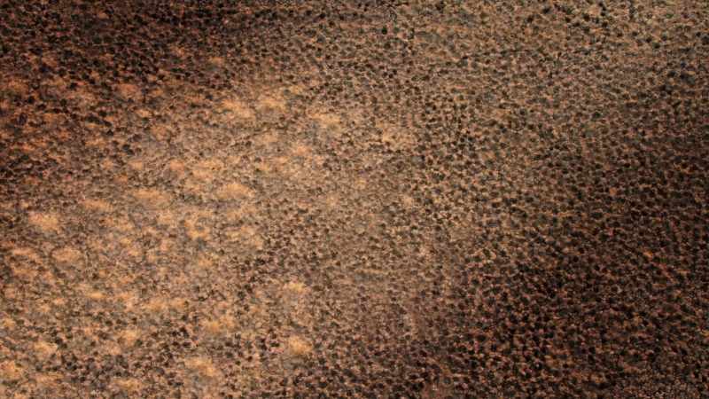 The ground is dangerous for hunters who rely on speed