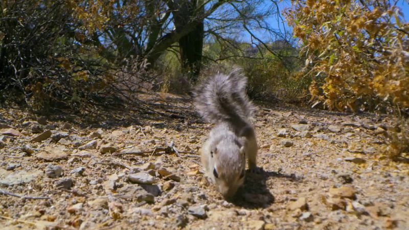 The ground squirrel pup is almost ready to go it alone