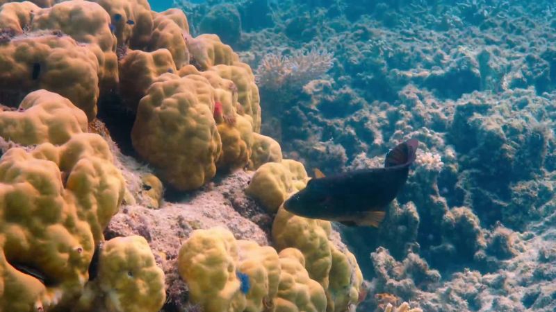 The grouper locates their hiding place