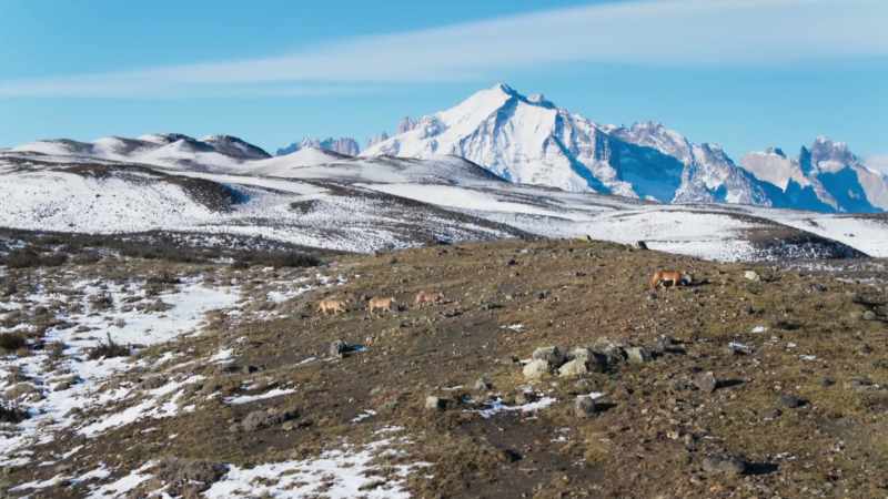 The guanaco have left her normal hunting ground