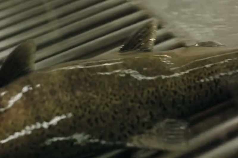 The guys are pulling the fish out