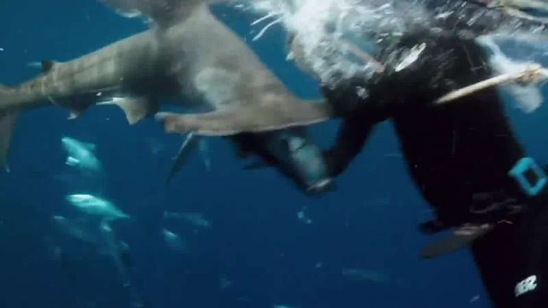 The hammerhead's right there Oh my God