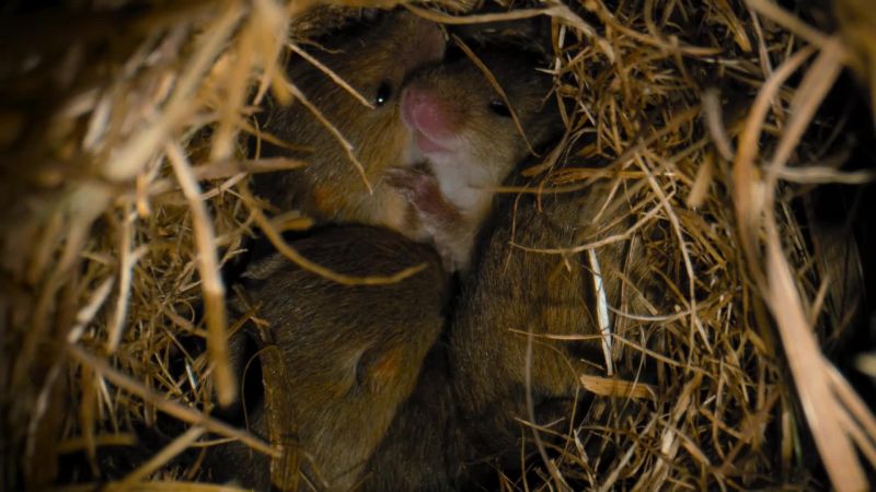 The harvest mouse pups are too small to save themselves
