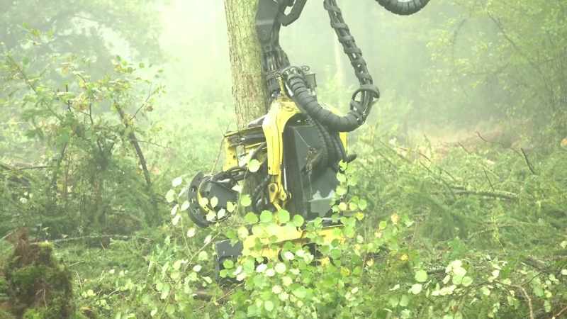 The harvester is cutting down a huge tree
