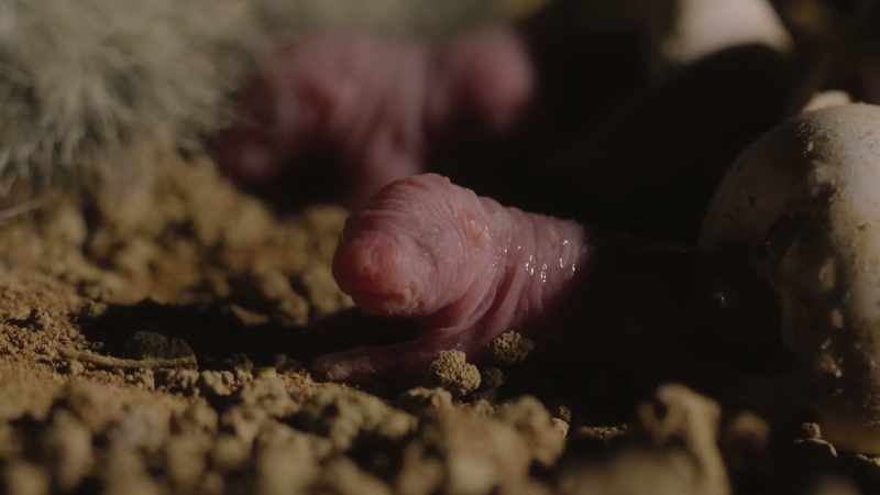 The hatchlings' eyes have not yet opened