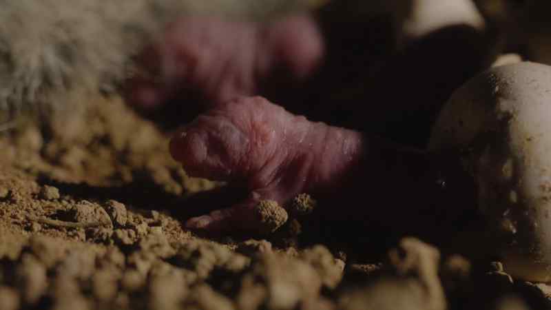 The hatchlings' eyes have not yet opened