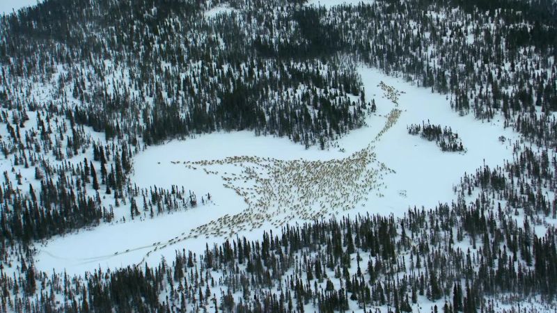 The herd chooses to stop to rest on a frozen lake