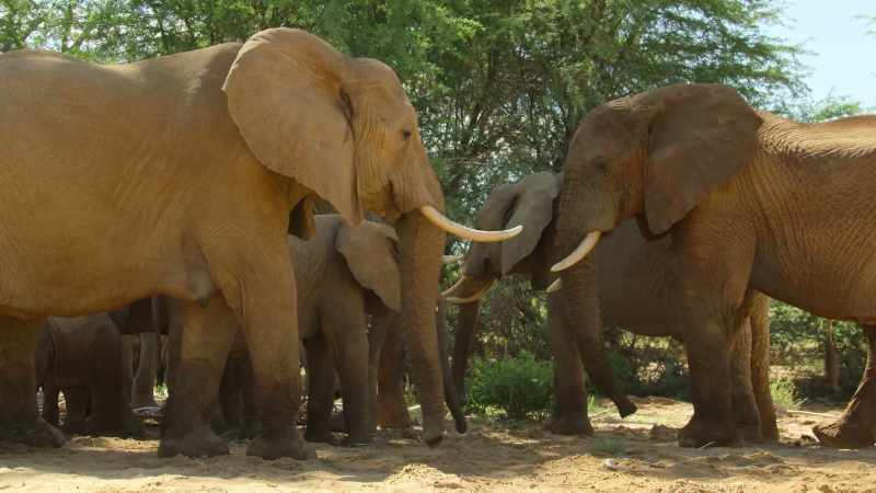 The herd detects something familiar in the air