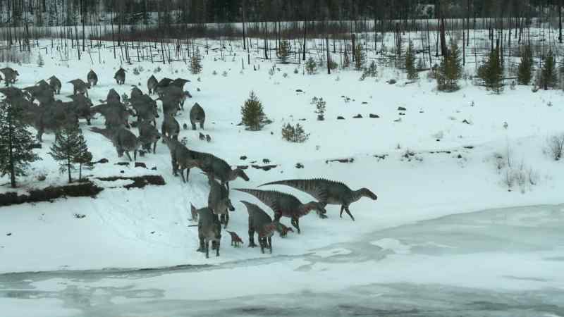 The herd follow cautiously