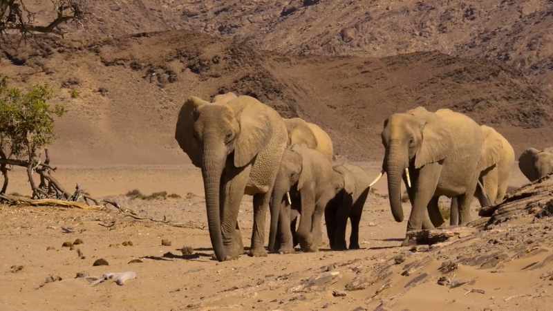 The herd is guided by a single old female, the matriarch