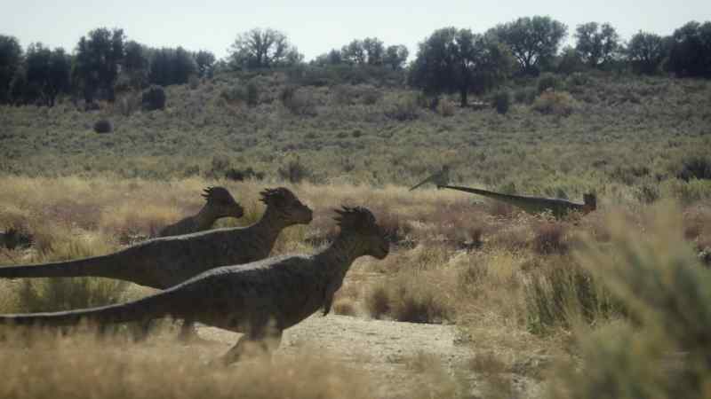 The herd is led by a large male