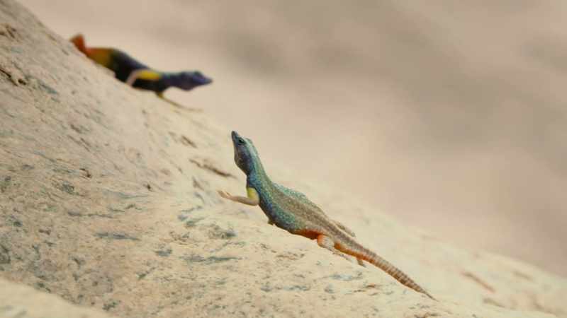 The higher their status, the more colourful they are