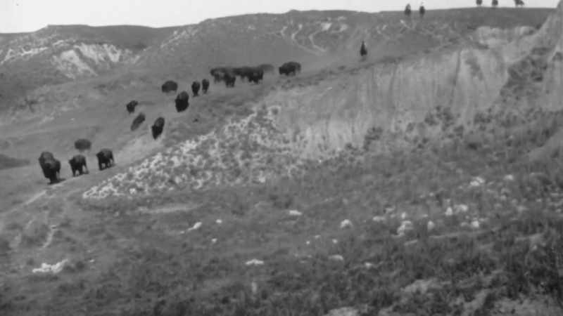 The highlight was a buffalo hunt