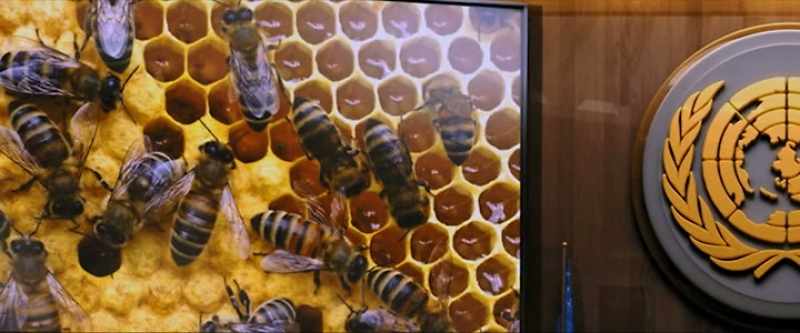 The honey bees, which account for 80%