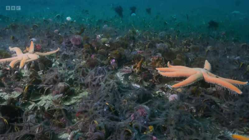 The huge starfish feel for their prey