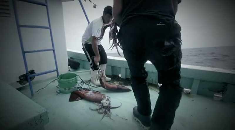 The humboldt squid has the aggression