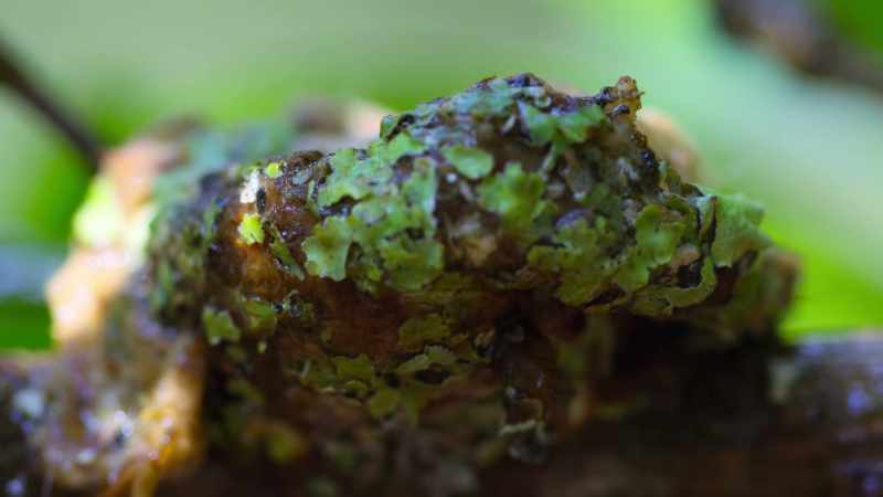The hummingbird's chicks have been swept away