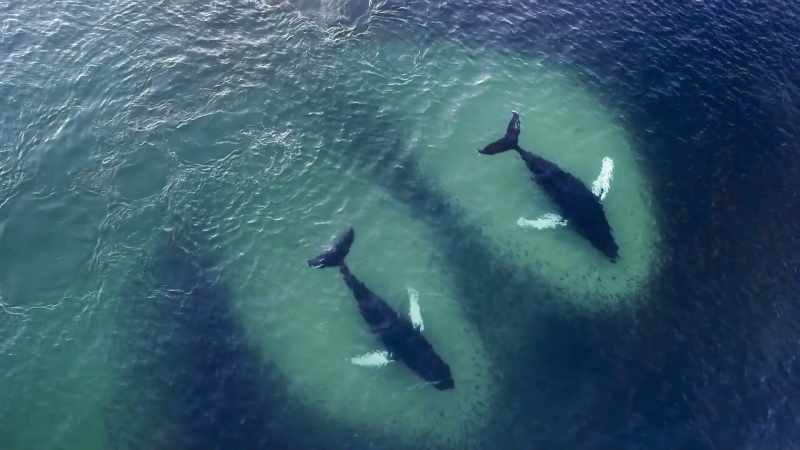 The humpbacks are comparative newcomers