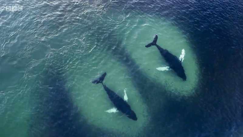 The humpbacks are comparative newcomers