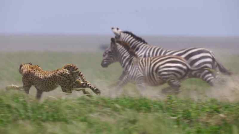 The hunt is on